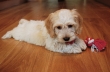Cockapoo Puppies For sale