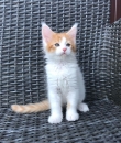Registered-TICA-Maine-Coon-Kittens